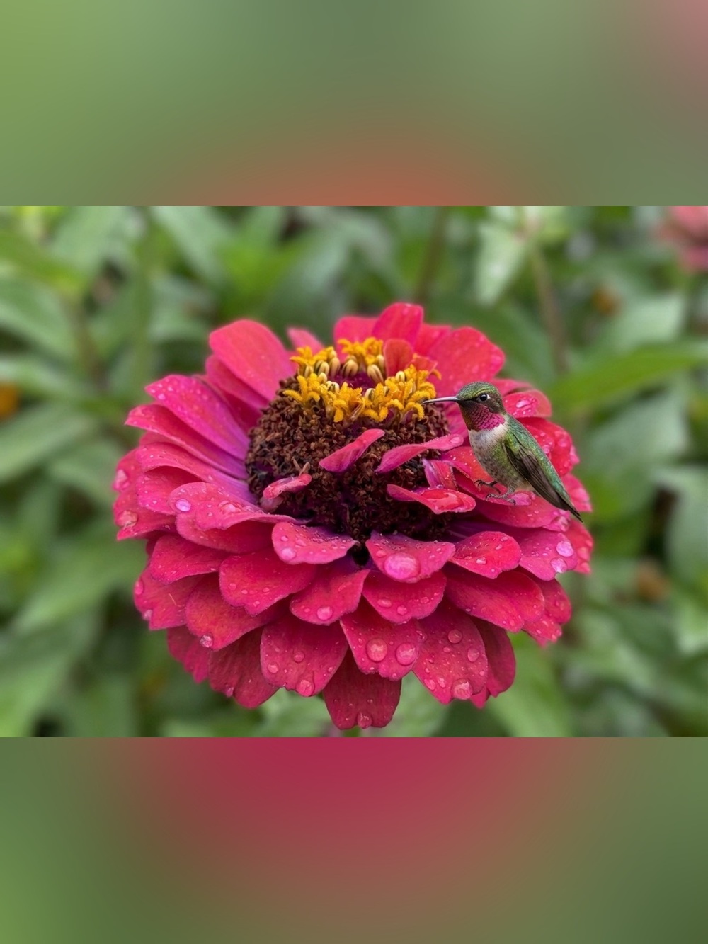 Vibrant Pink Hummingbird Floral Photography Print